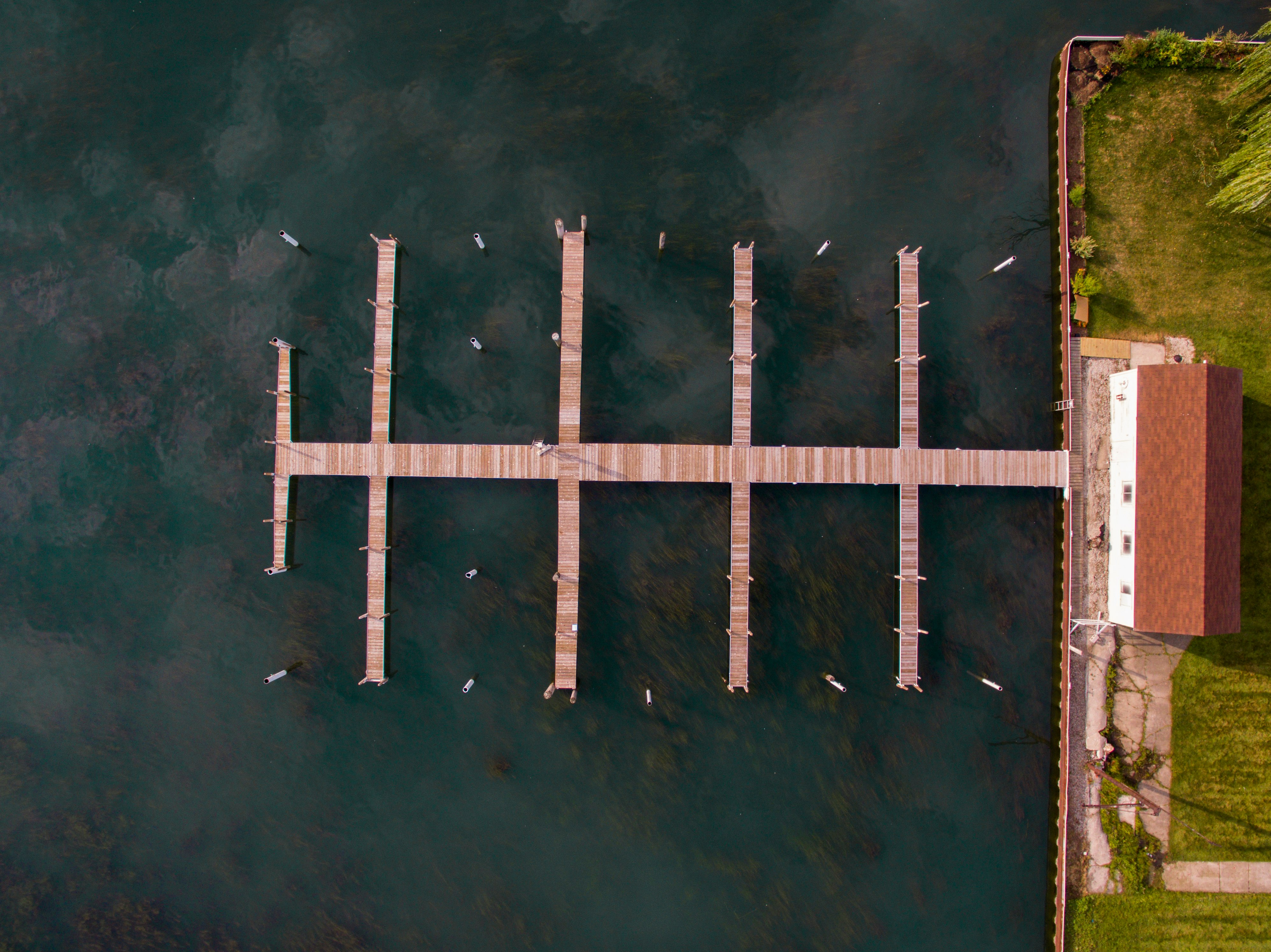 bird's eye photography of brown seadock